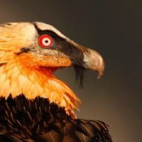 Profile picture for user sorayadef