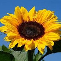 Profile picture for user yanifa