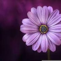 Profile picture for user demo_ghadaelsaka108_06397