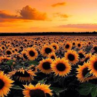 Profile picture for user htetei213