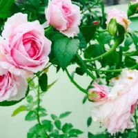 Trần Phương Linh