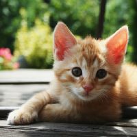 Profile picture for user mariarousaki