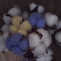 Profile picture for user LAURKALEV