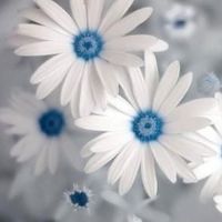 Profile picture for user teacher005