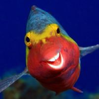 Profile picture for user therdiaw