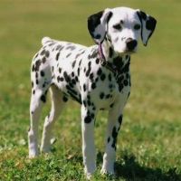 Profile picture for user Martinacandelosete2010