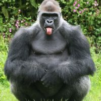 Inoue Z. Rivas Morales