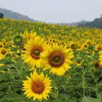 Profile picture for user Yunizah