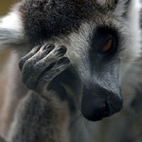 Profile picture for user Gorillalilla