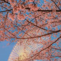 Carolina Romero Cortes 