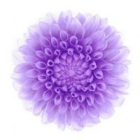 Profile picture for user Datmden