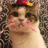 Profile picture for user Maitetxuas