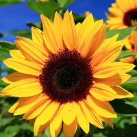 Profile picture for user giuly65