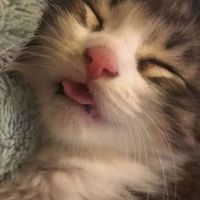 Laura Ricote Rodríguez