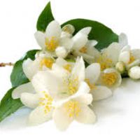 Profile picture for user Jazmin_Jimenez