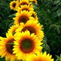 Profile picture for user marinacaro