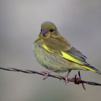 Juan Antonio Martin Carrillo