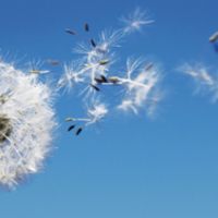 Profile picture for user LauraPie