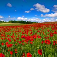 Profile picture for user lucecitato