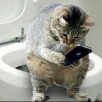 Profile picture for user donutmiaui