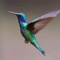 Profile picture for user delfinjoy