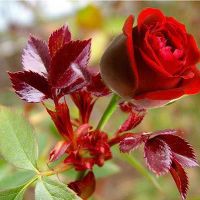 Profile picture for user aboyousef