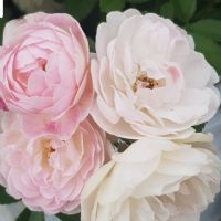 Profile picture for user JenniMonroy