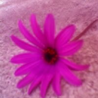 Noemi Margarita Morales Pilatuña