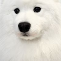 Alifa Astari Hendriana