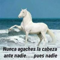 Profile picture for user Parmenio