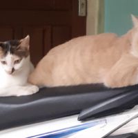 Profile picture for user Isnaini_F