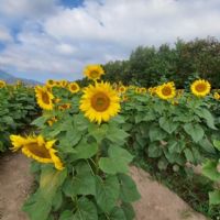 Profile picture for user tanhyaroche