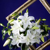 Profile picture for user Rina_mulussia