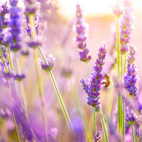 Profile picture for user shadenah