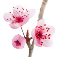 Profile picture for user HananAlharthi