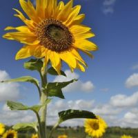 ulya zulaikha binti saadon