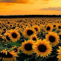 Profile picture for user MOUNA RIAD