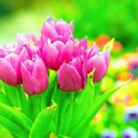 Profile picture for user cikgu_sarah