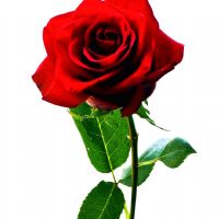 Profile picture for user najihabasri