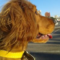 Profile picture for user dafynini