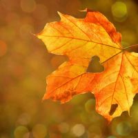 Profile picture for user fotmagri