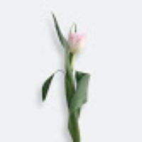 Profile picture for user AenOthman