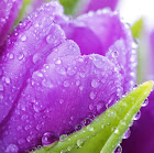 Profile picture for user 727779