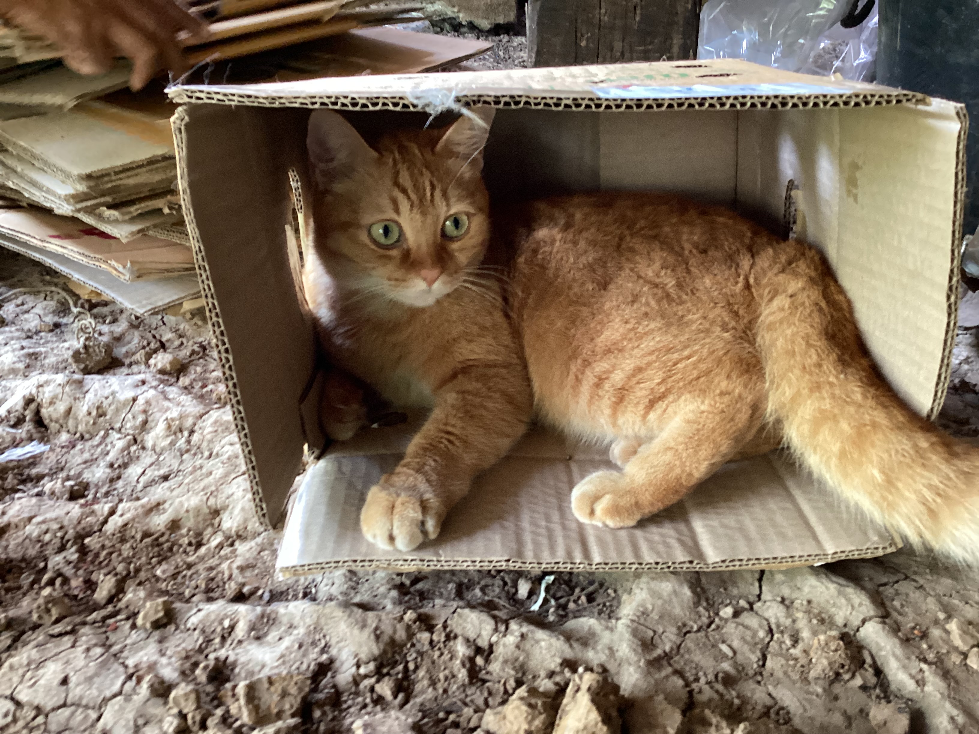 Profile picture for user goi_jantima