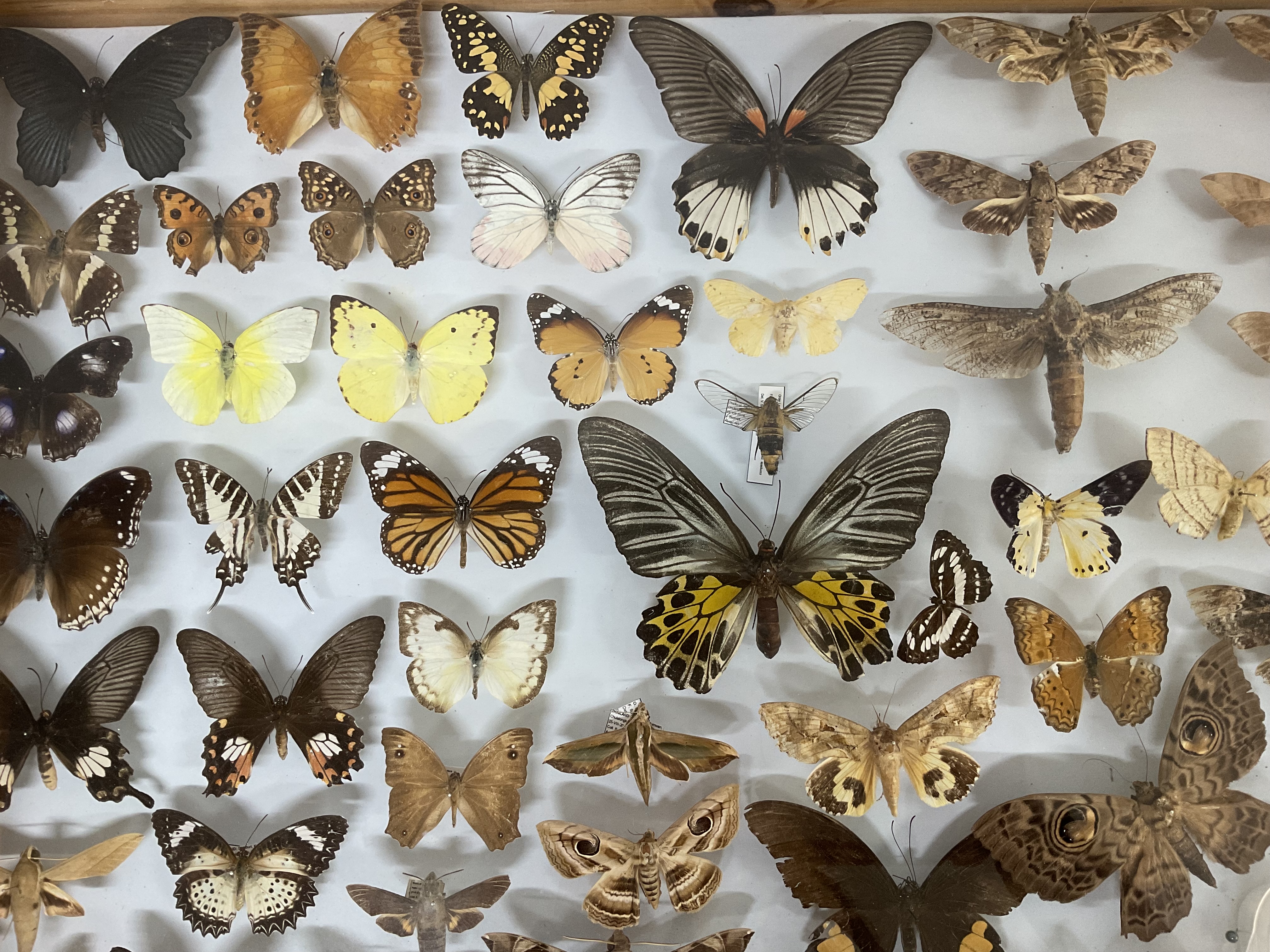 Profile picture for user kedtamolvan