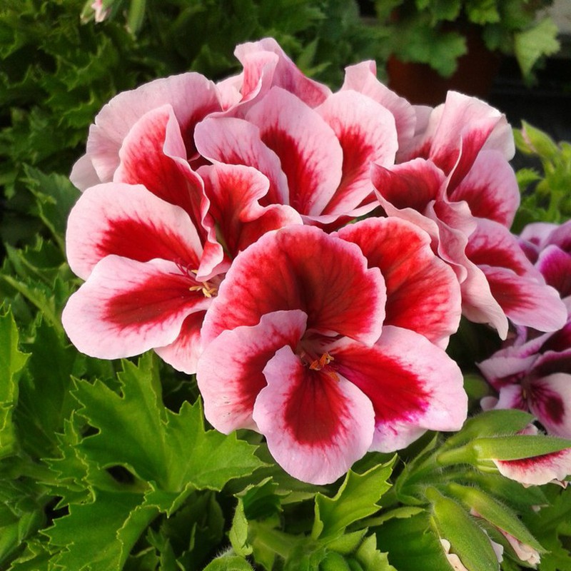 Profile picture for user cromerodomenech