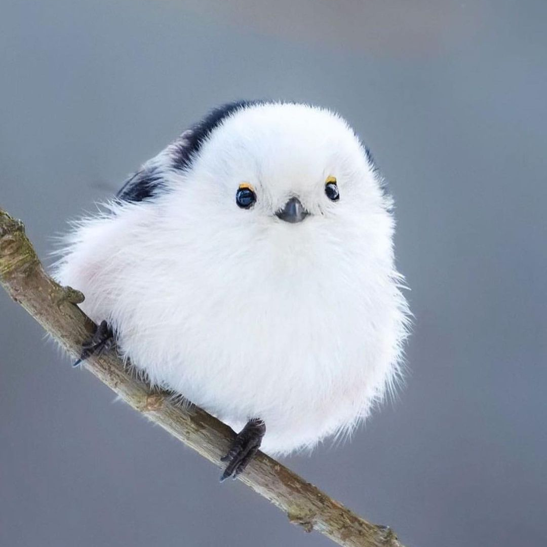 Profile picture for user DinaLin