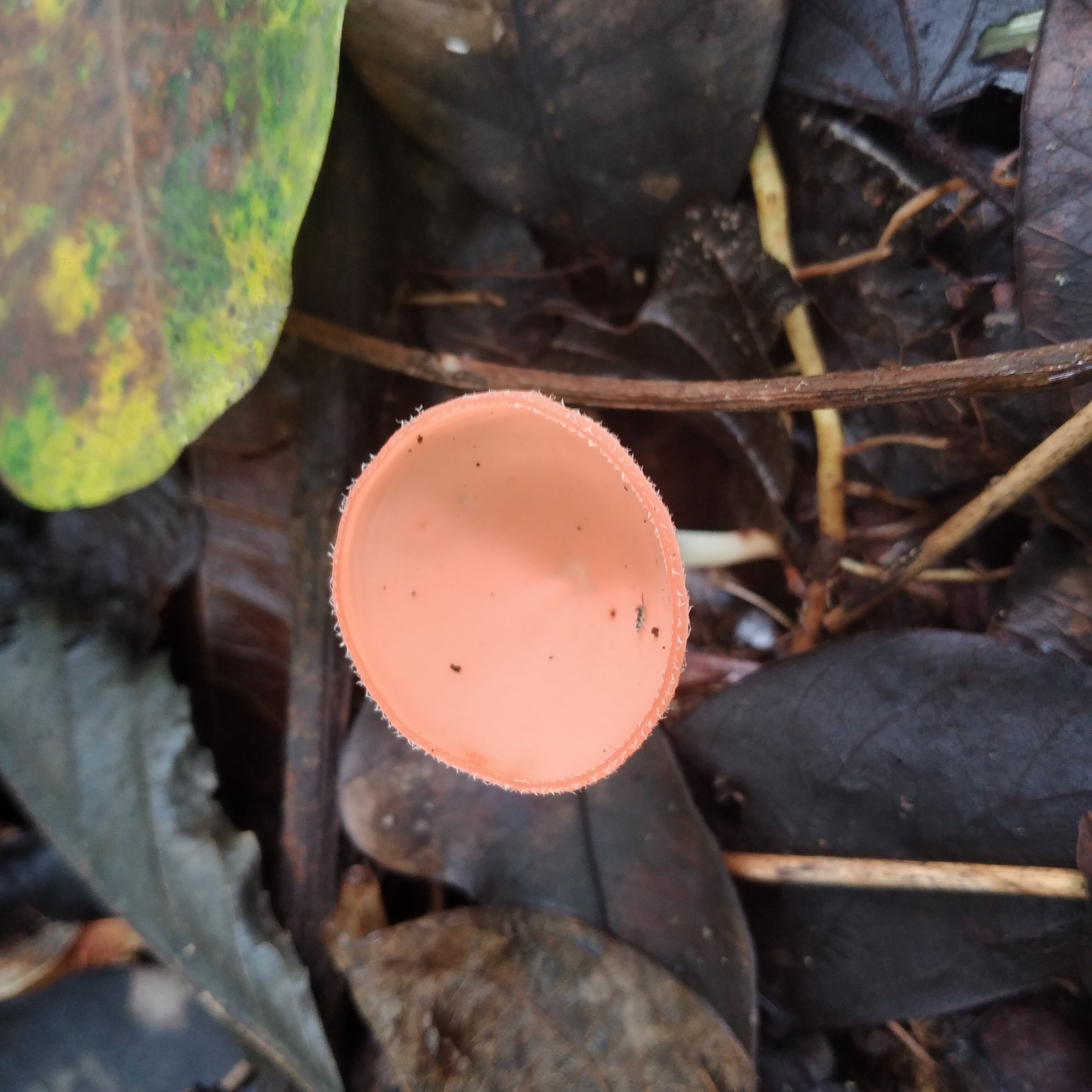 Profile picture for user silegrasagrav