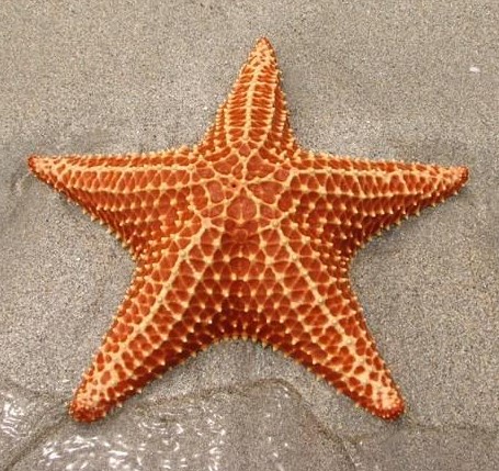 Profile picture for user somlesestrelles