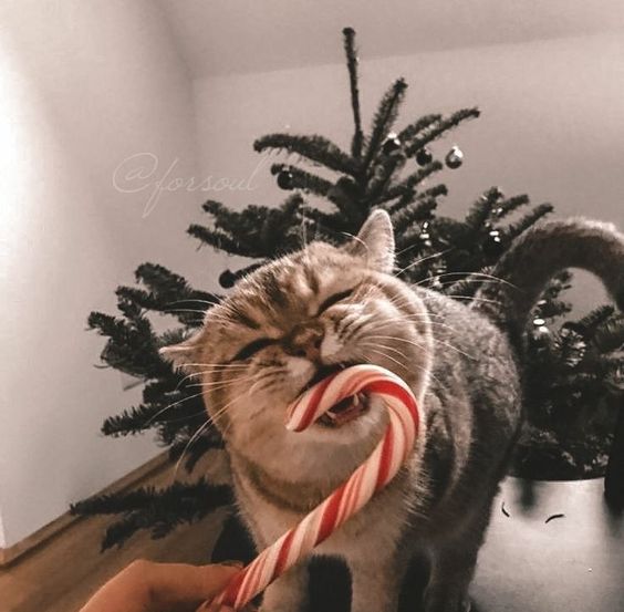 Profile picture for user KatyaOgneva555